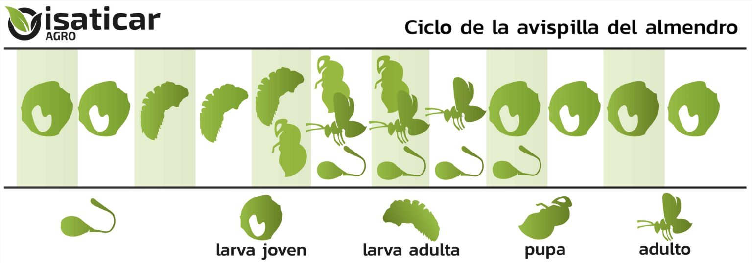 ciclo avispilla del almendro