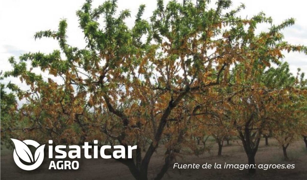 Fusicoccum en Almendro » Isaticar Agro